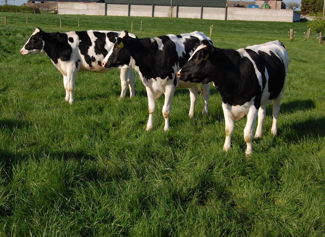 Milk price is key to dairy expansion - Donie Cashman