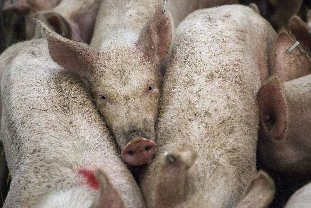 3,500 pigs to be culled after ASF outbreak in Germany