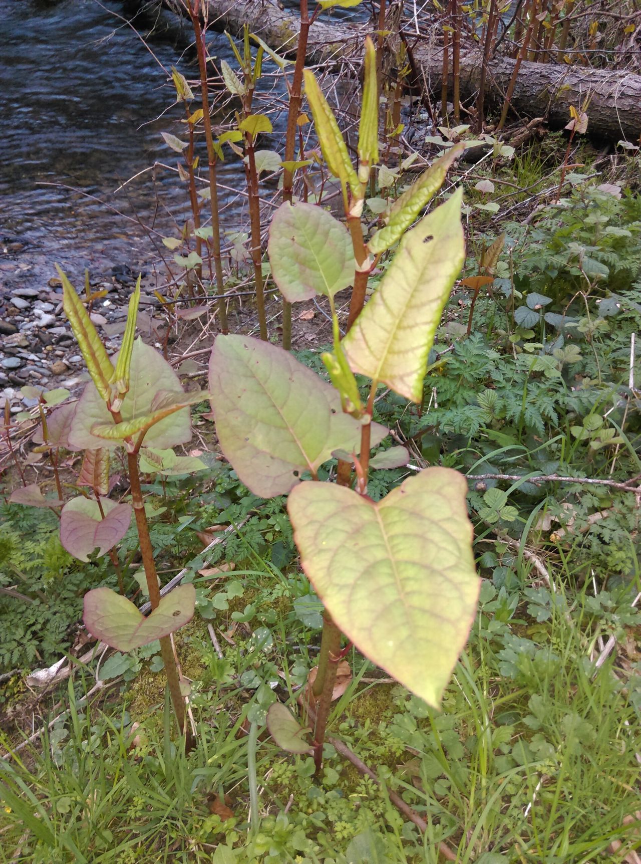 Research: Prevention measures for invasive species could save 'trillions'