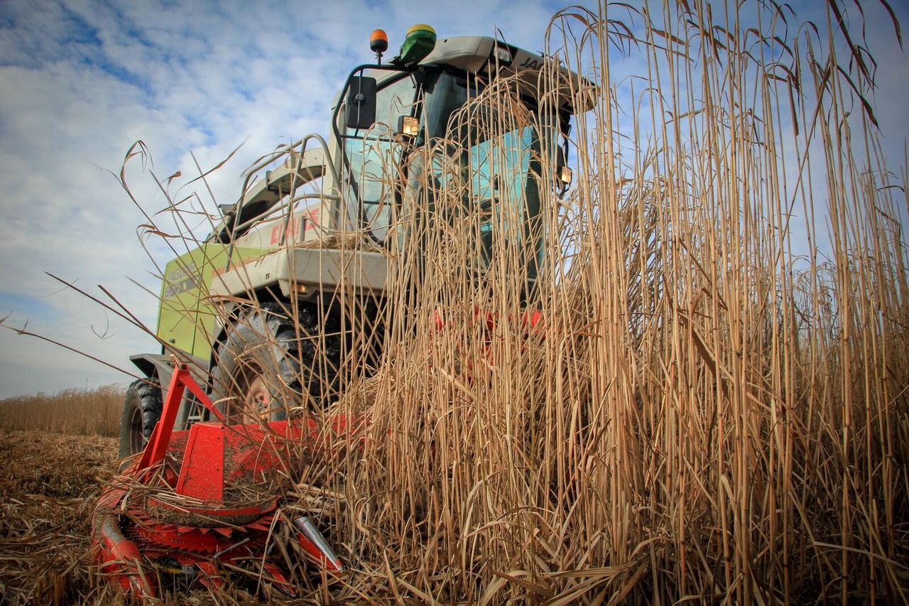 Suffolk open day to demonstrate Miscanthus diversification