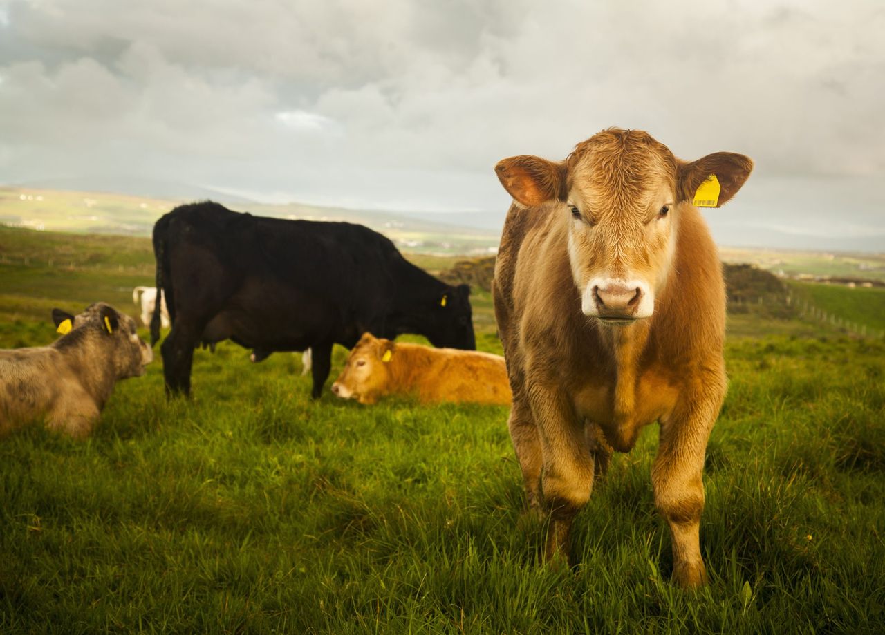 Cattle prices in UK could be impacted by ‘wavering’ consumer demand – report