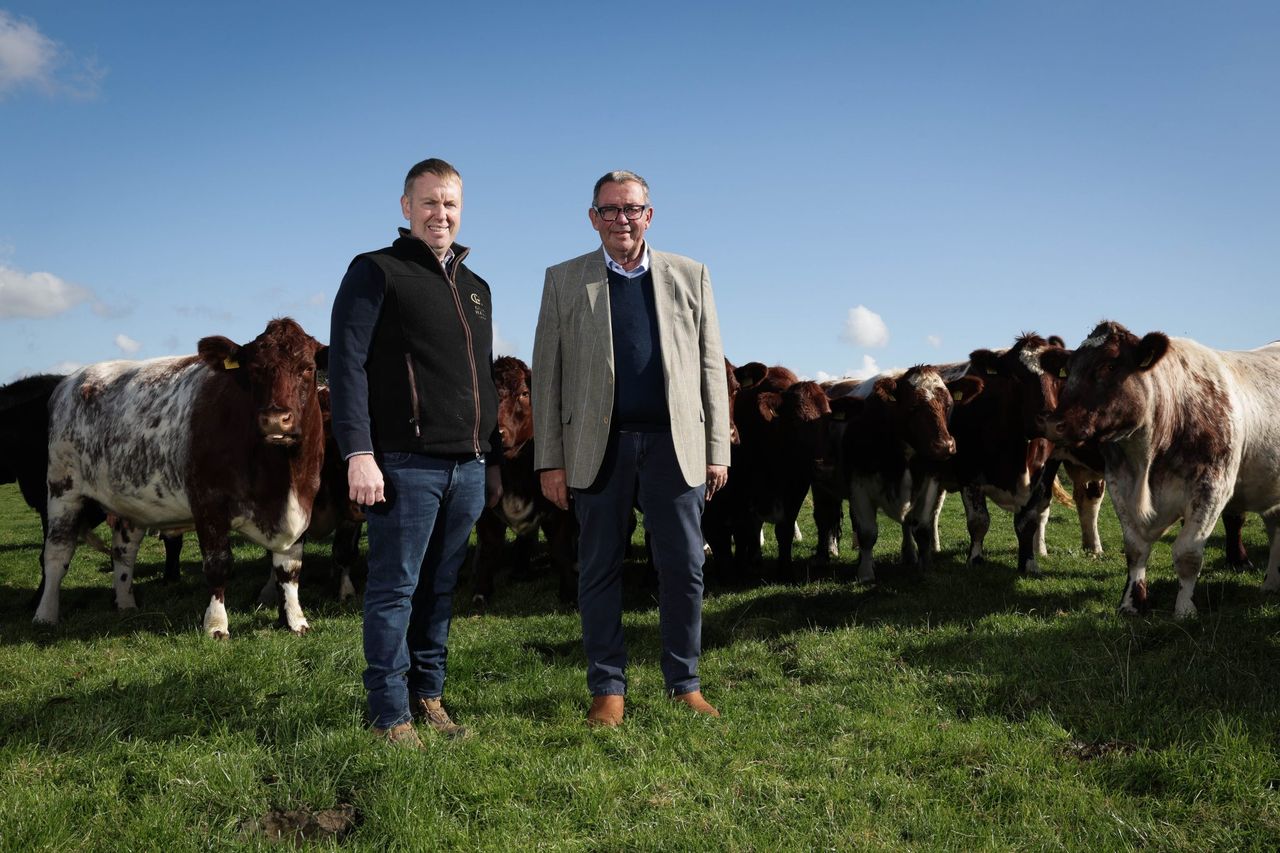 Two native breeds to feature in on-farm pedigree sale