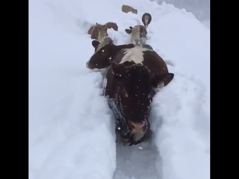 Video: Cows trek through trenches of snow for milking