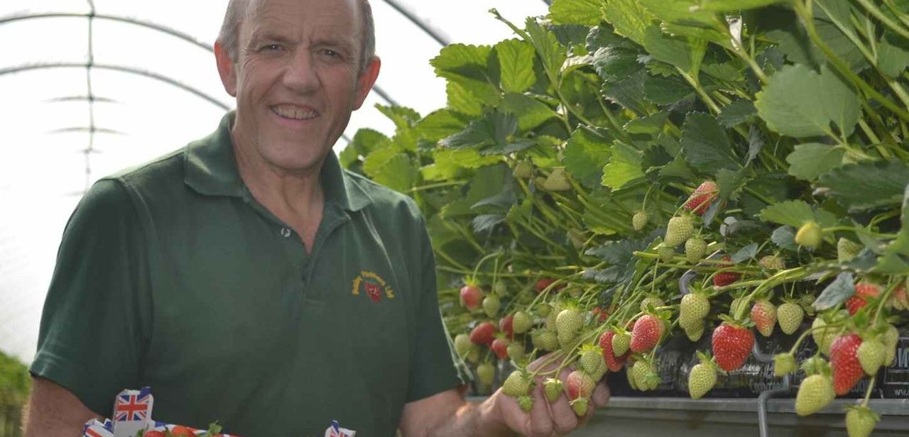 Sunniest spring on record leads to bumper crop of British strawberries