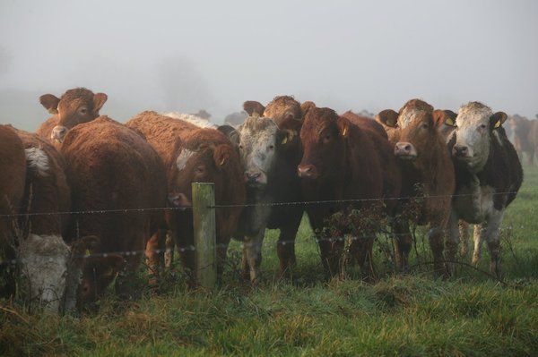New technology aims to tackle livestock thefts