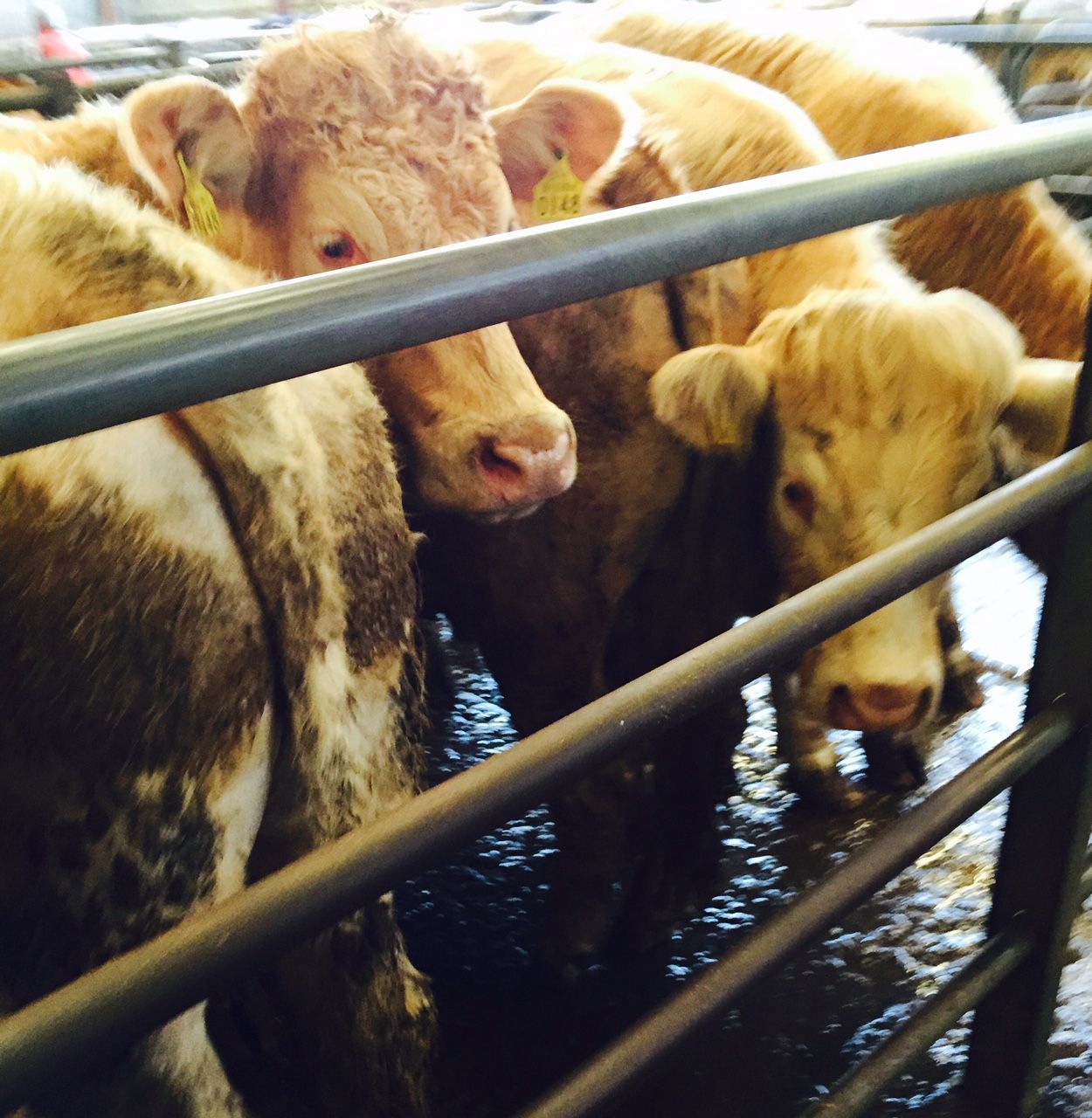 No let up on falling UK cattle prices
