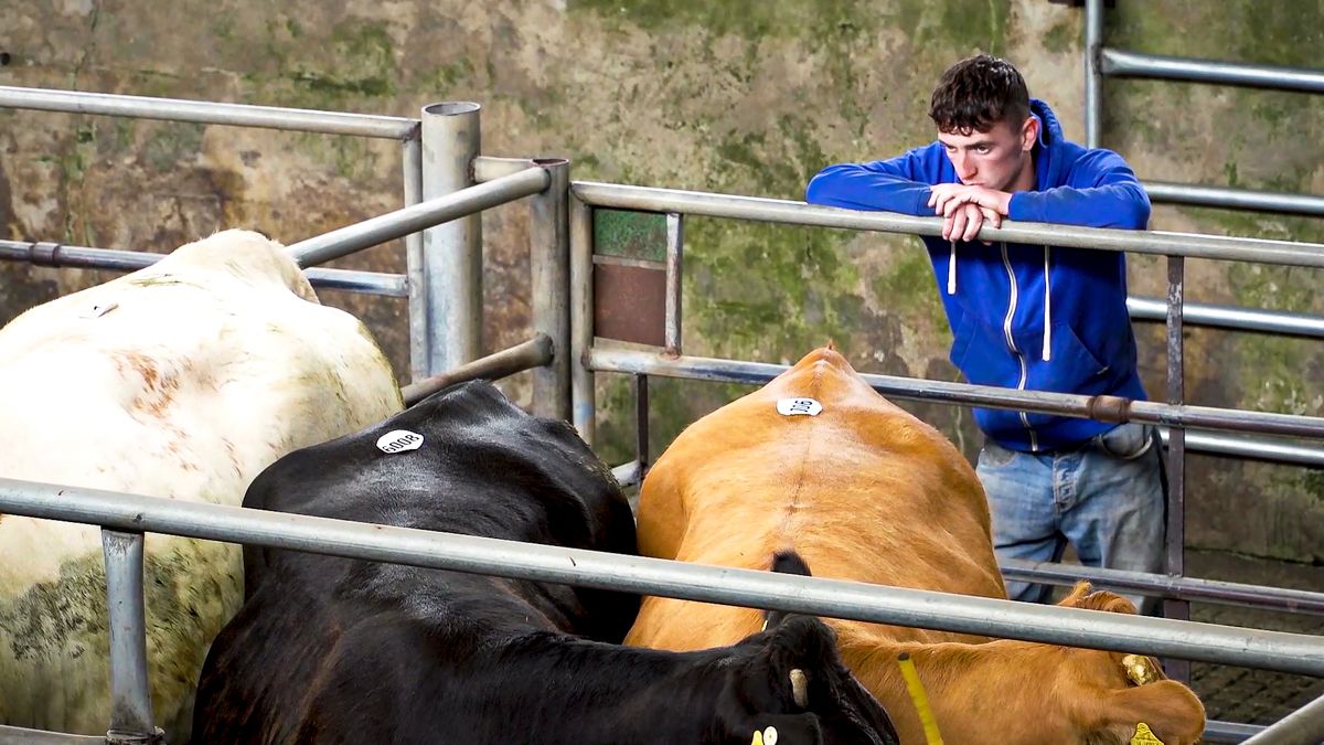 LAA requests 'continued patience' as livestock markets retain Covid-19 protocols