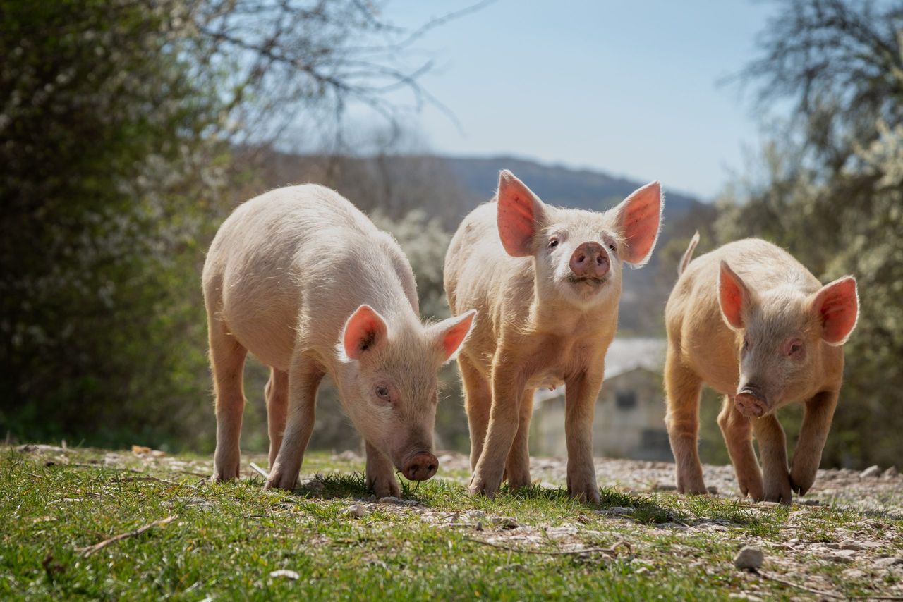 Study highlights potential for outdoor pig production in Northern Ireland