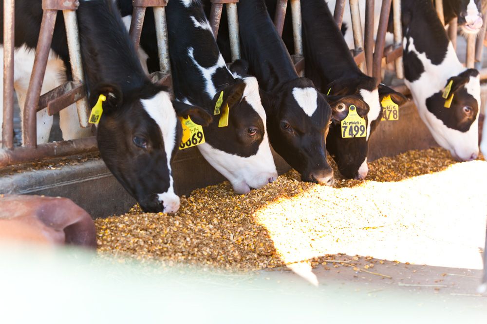 First UK project launched to provide real time data on heat stress in cows