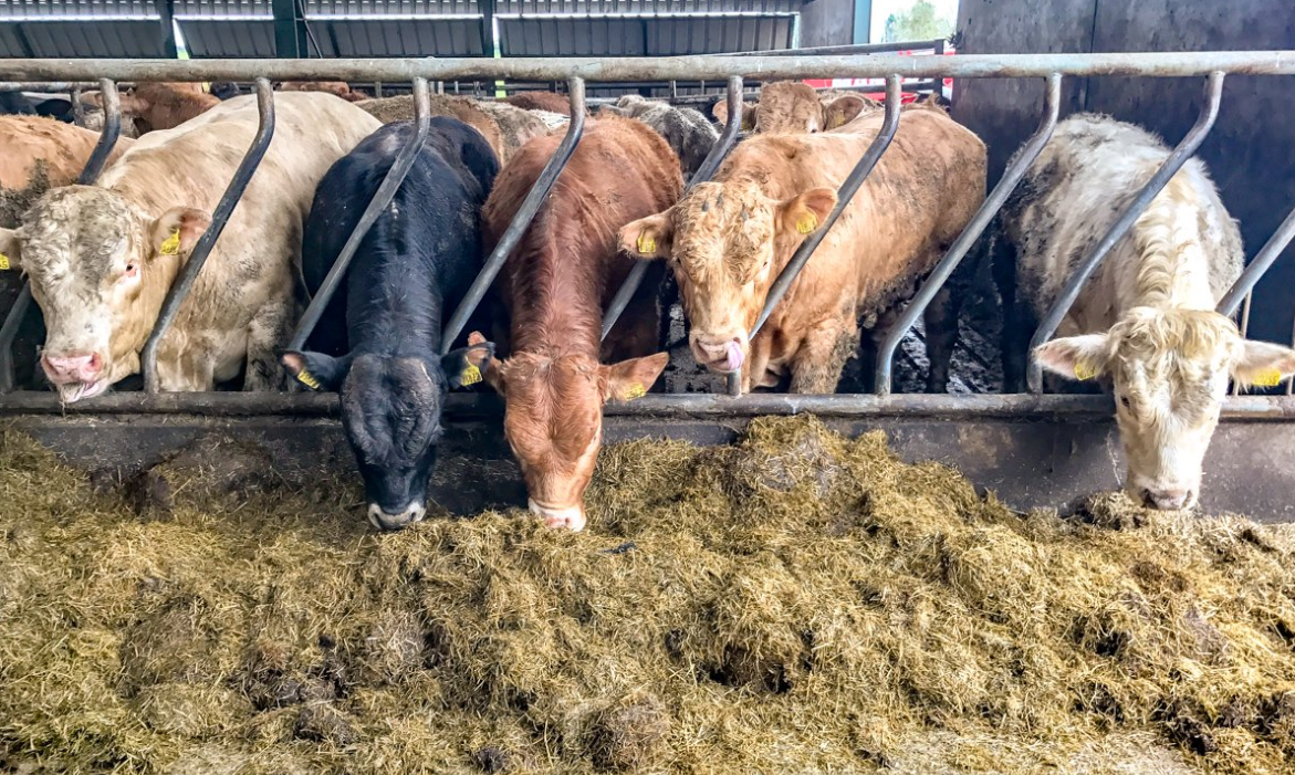 Chinese protein deficit presents opportunities for beef – commission