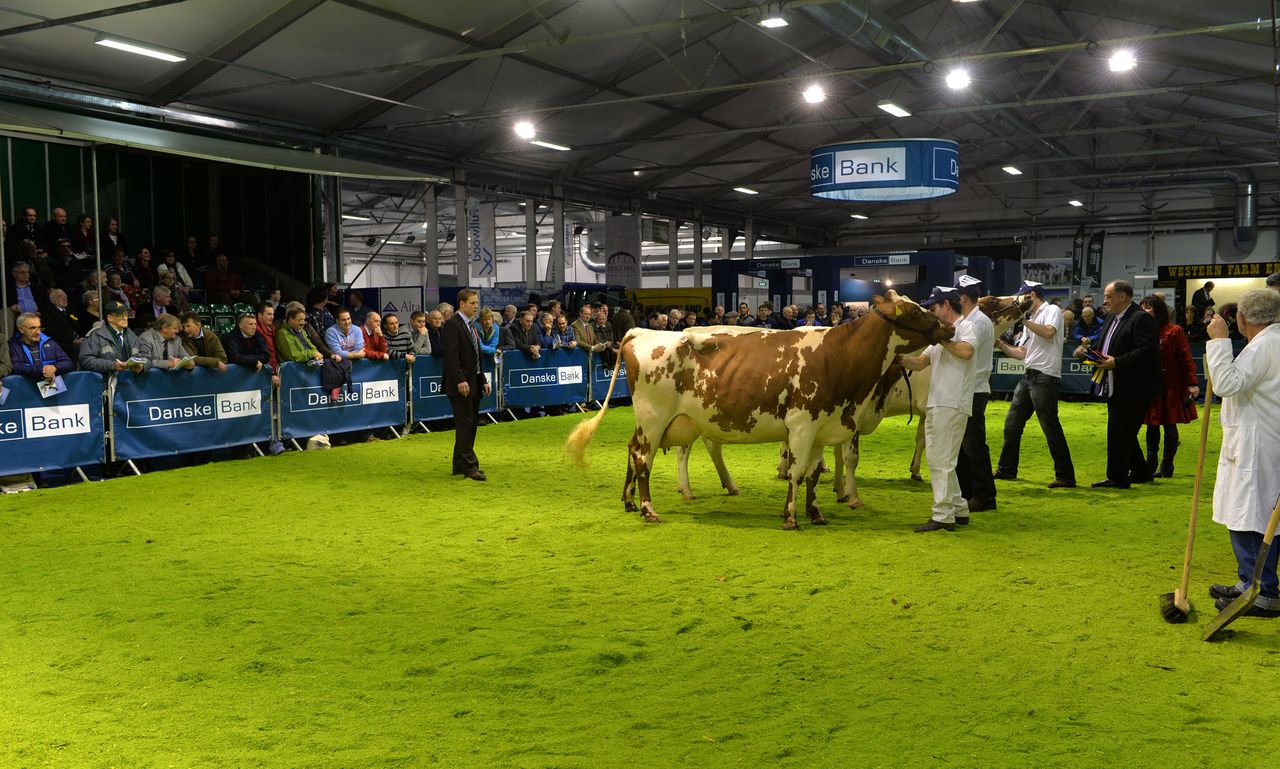 Results are out for Royal Ulster Winter Fair 2013