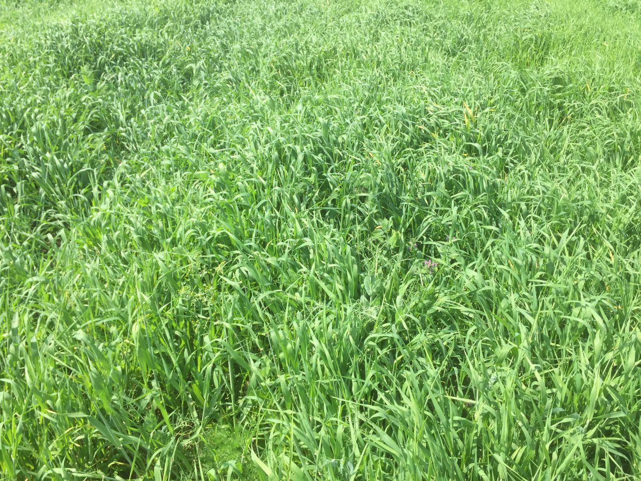 Brome grass becoming a 'major grassland weed problem' on tillage farms