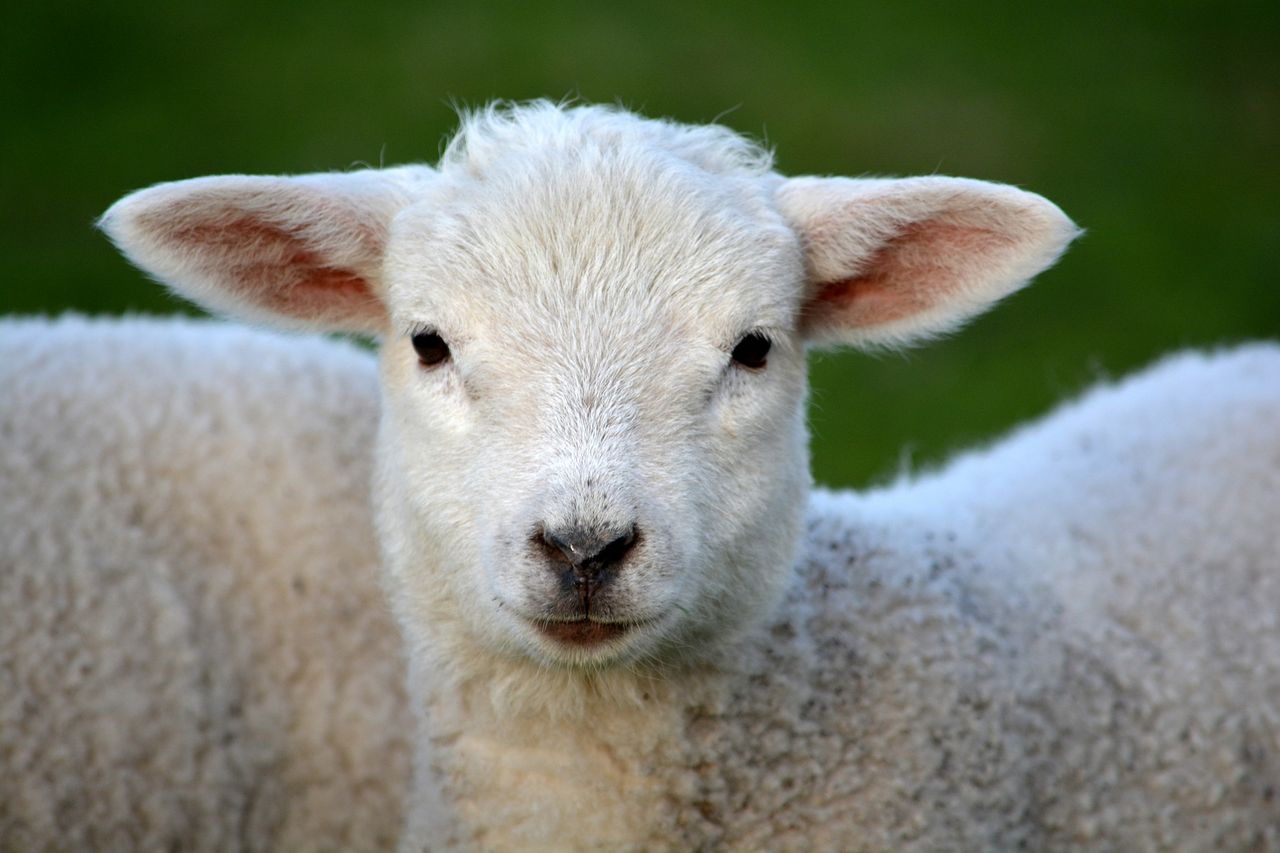 Welsh government urges dog owners to prevent livestock worrying