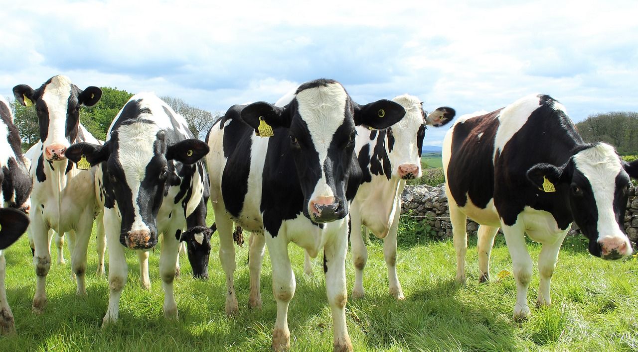 99% of Holstein bulls globally can be traced to 2 males – FAO