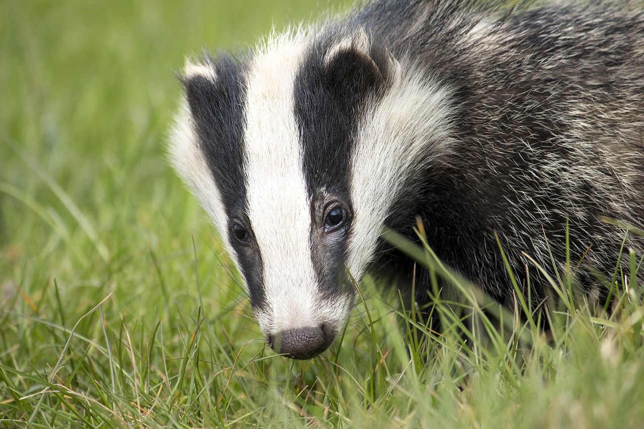 Study: Farmer-led badger vaccination effective against TB