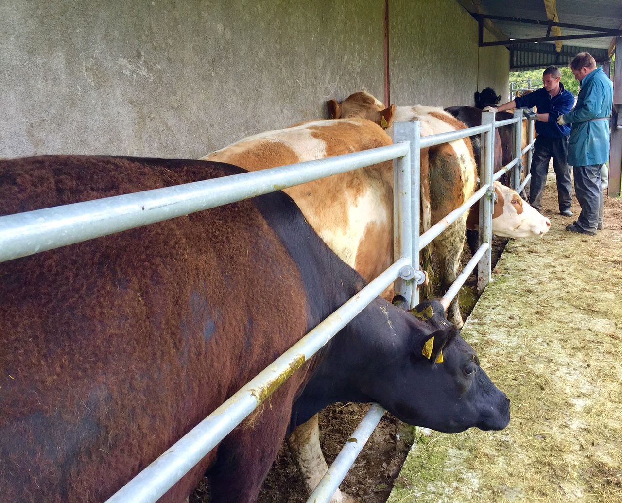 Bluetongue spreads to two other EU countries