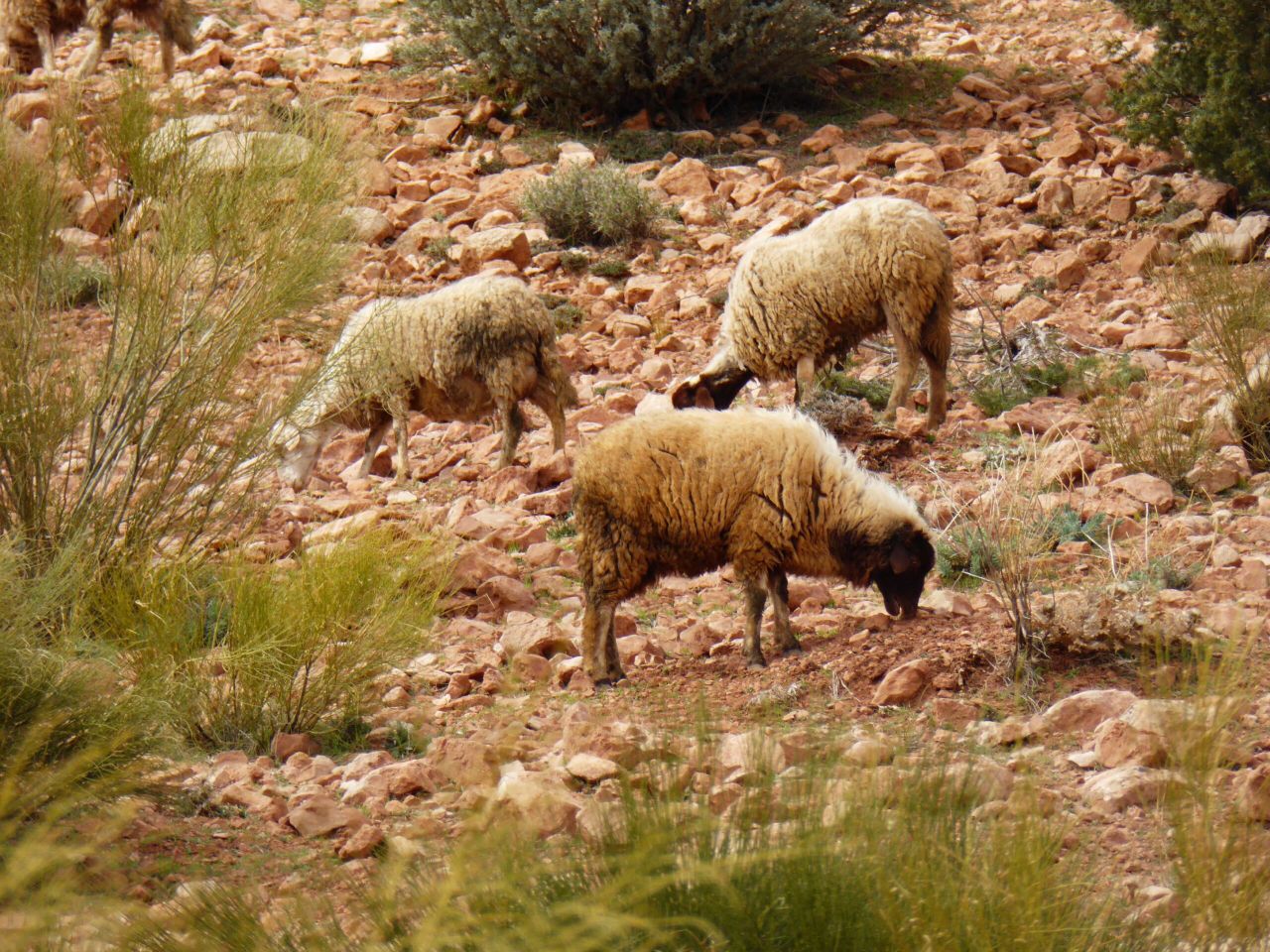 Study: Sheep involved in human livelihoods for 11,000 years