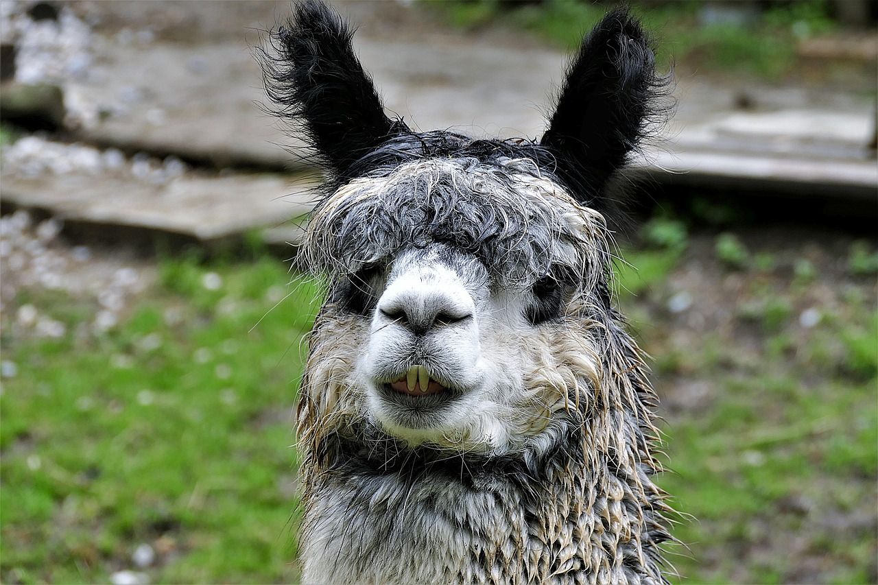 Almost 300 camelid TB reactors in Britain in 2017