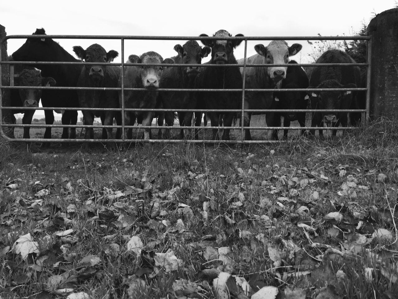 Eight cattle electrocuted by falling power line