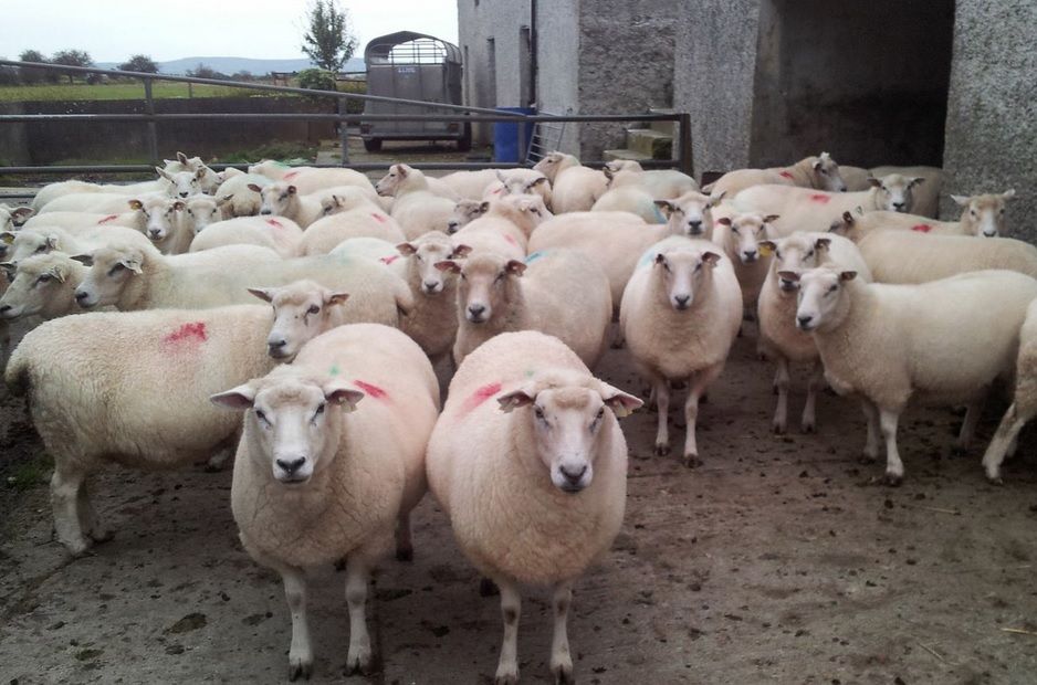 MEPs vote to ban cloning farm animals, cloned food and imports