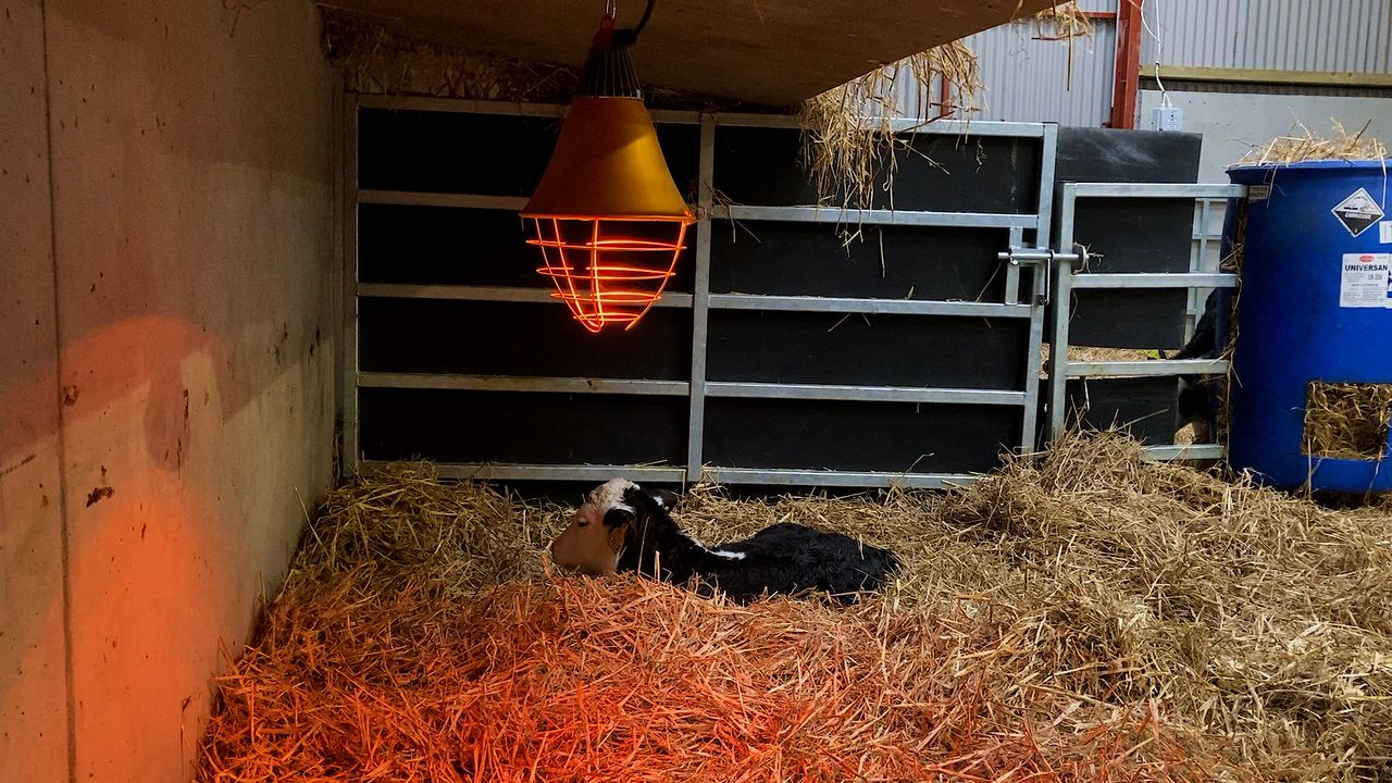 Dairy advice: Identifying sick calves this spring
