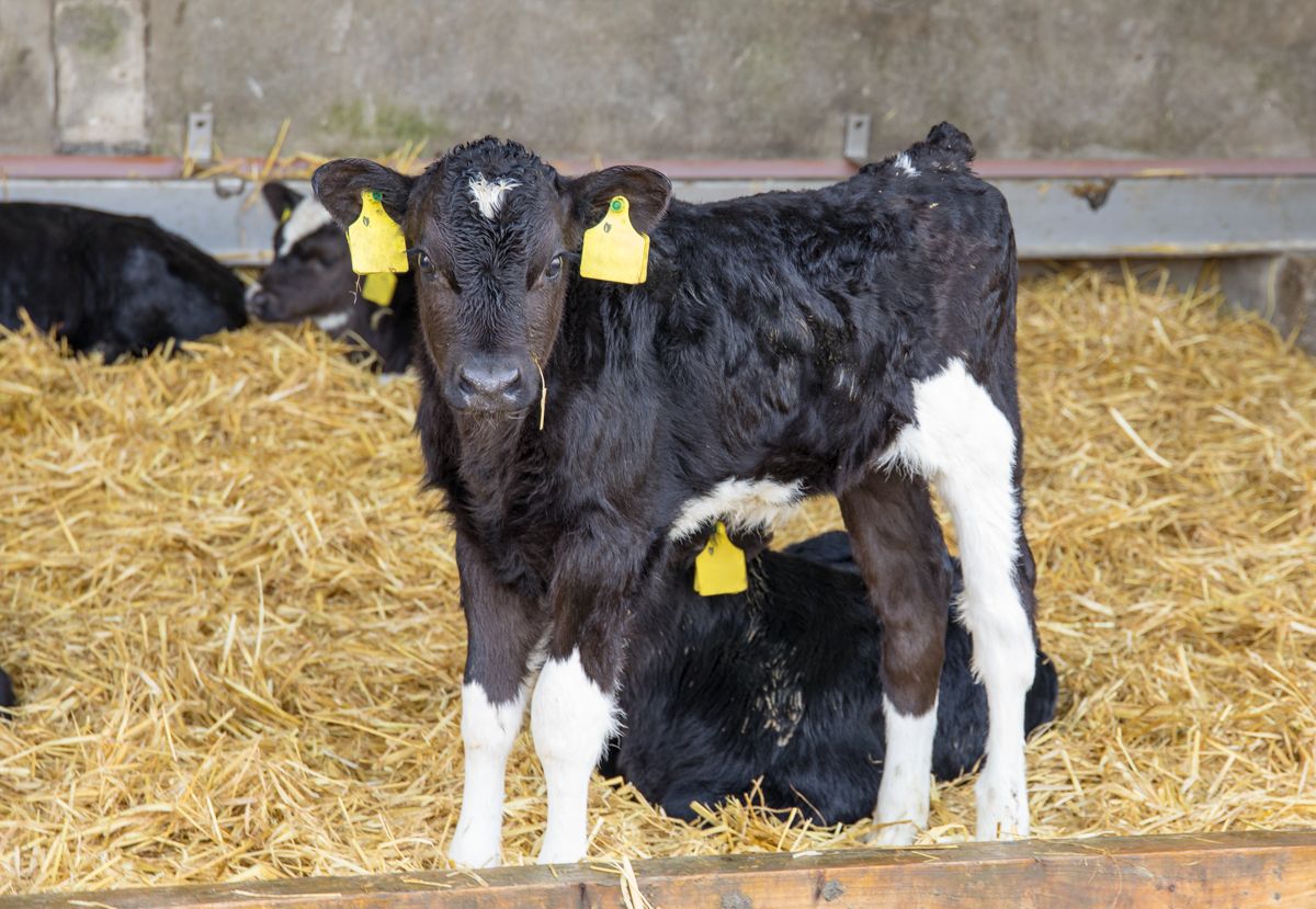 RAU hosts farm animal welfare webinar between the UK and the Netherlands