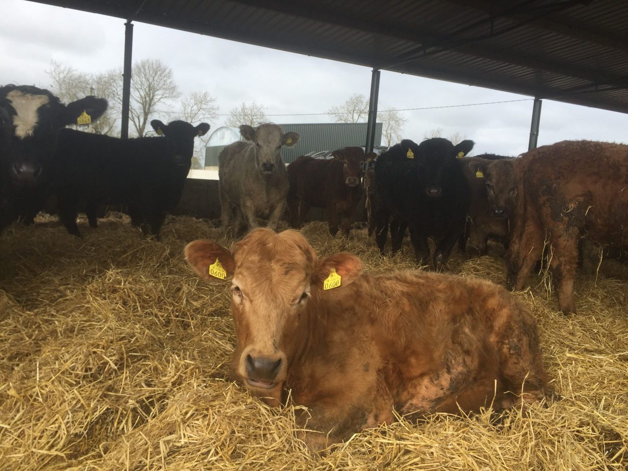 10 steps to make before switching to organic beef production