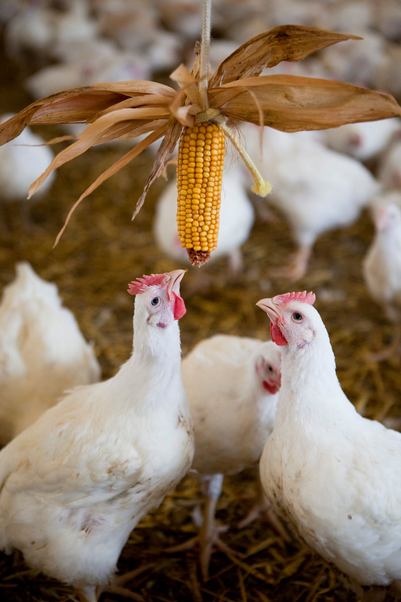 Nestle gets thumbs-up from RSPCA