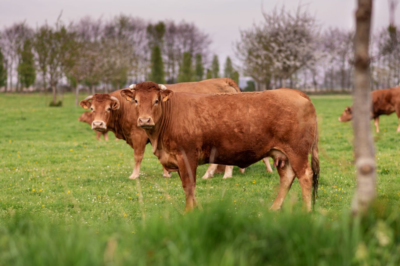 France resumes cattle exports following ban due to lumpy skin disease