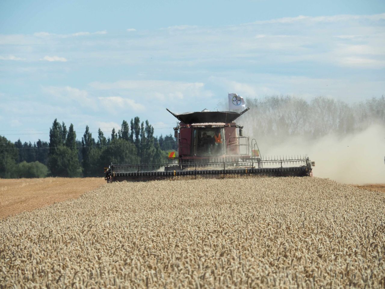 New world record for highest wheat yield