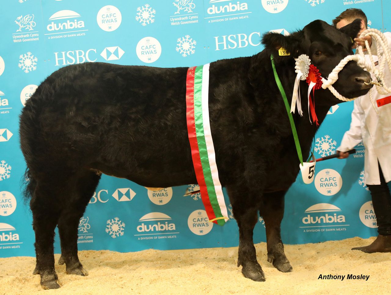 Sweet victory at Royal Welsh Winter Fair as ICandy clinches beef championship