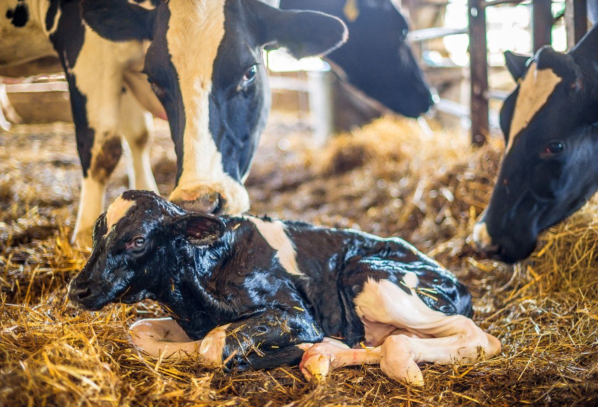 AHDB to host Johne's disease management events