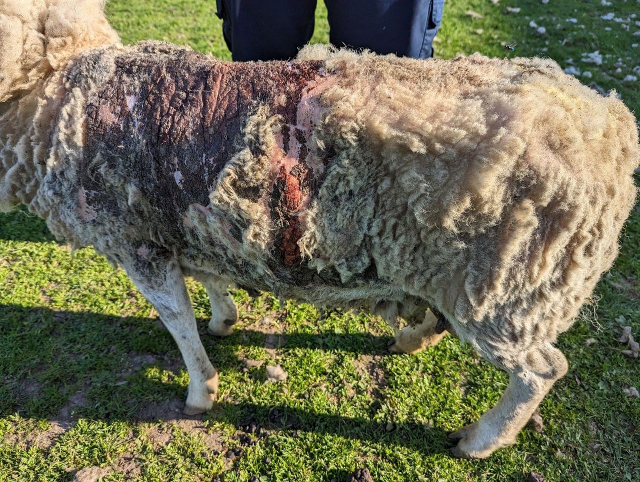 Rotherham man banned from keeping livestock after ewe found covered in maggots