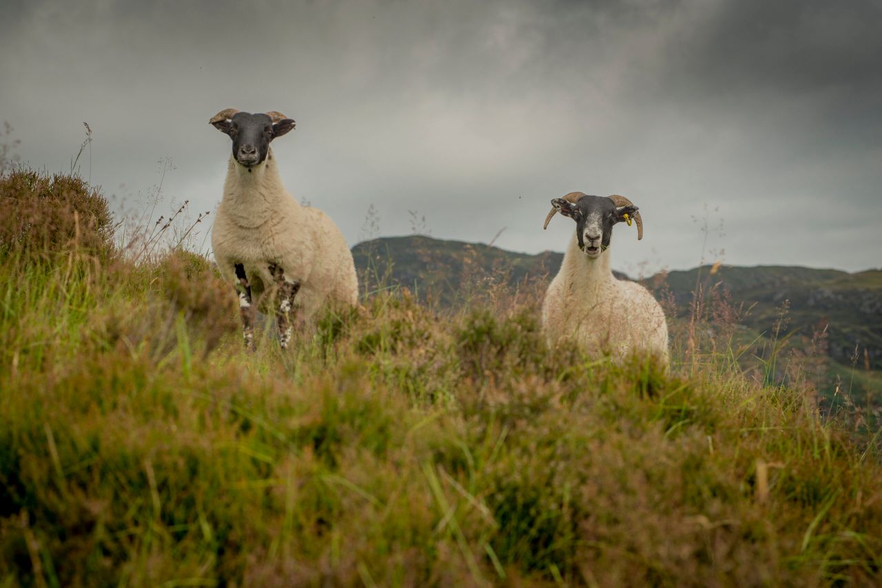 Upland Sheep Scheme payments to commence today
