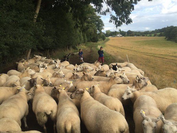 'Highly prolific flock' of 200 ewes to be sold in dispersal sale