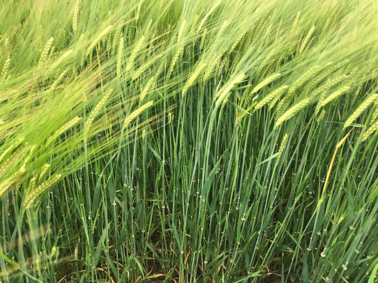 Genomics drives development of new barley breeding programme