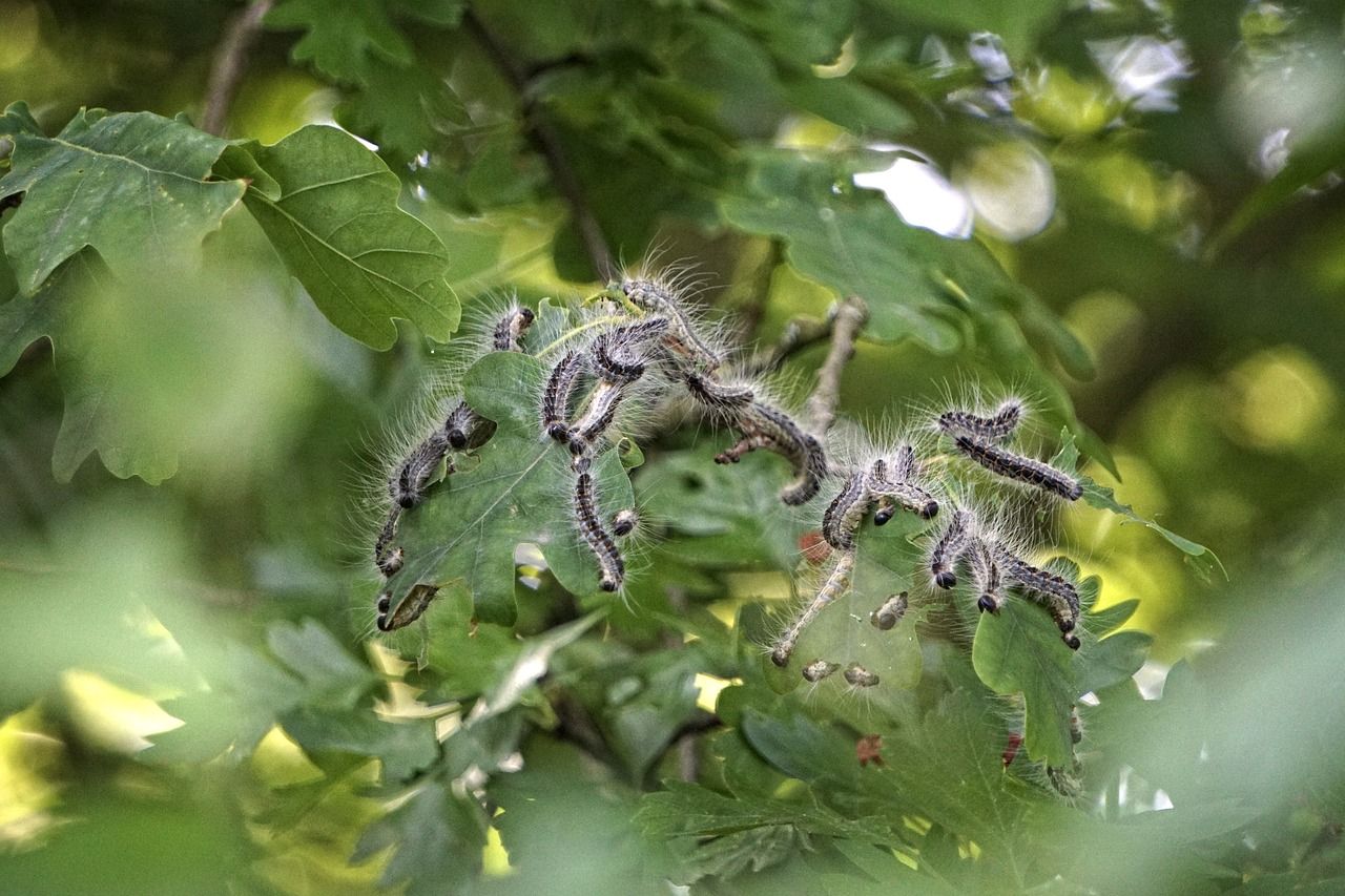 Legislation to further oak-tree movement in OPM zones