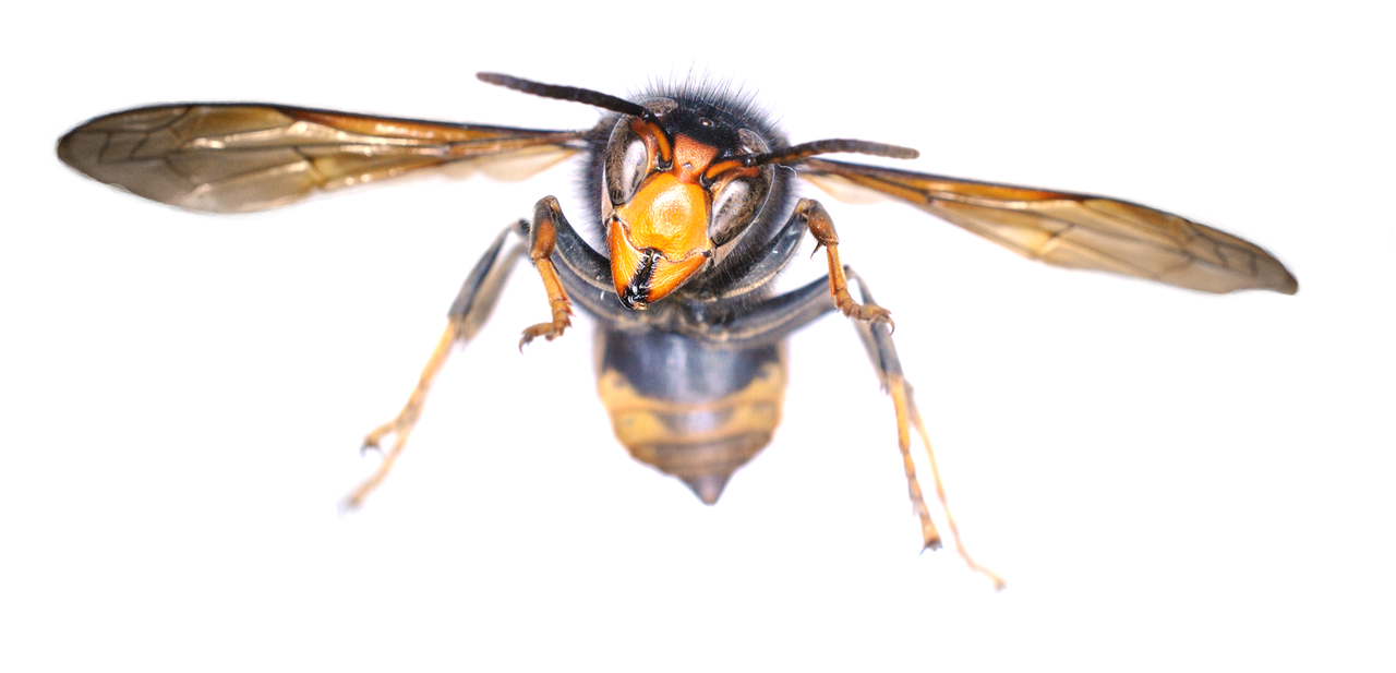 Further sightings of Asian hornet confirmed in Northern Ireland