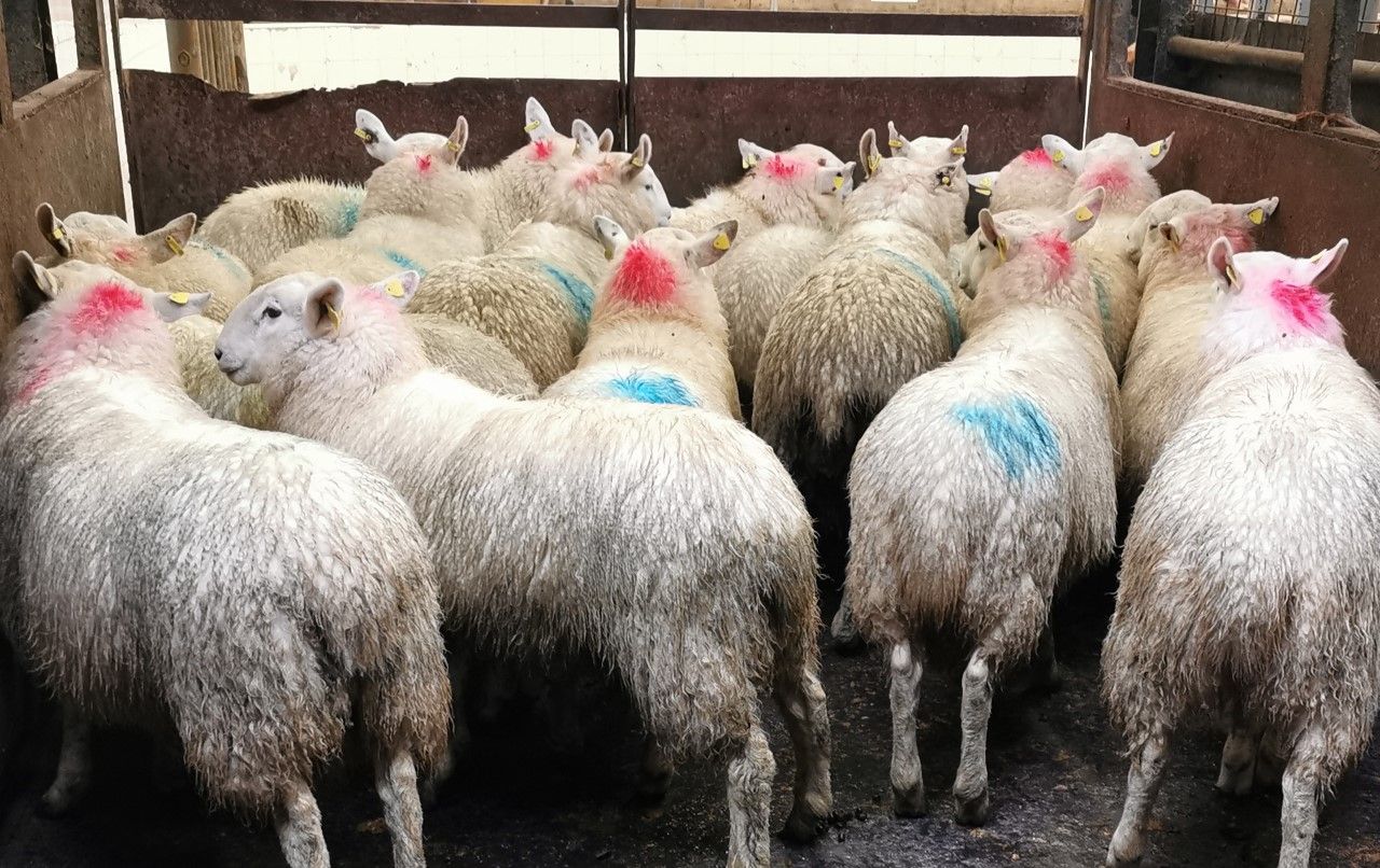 Northern sheep trade: Lamb prices continue upward trajectory