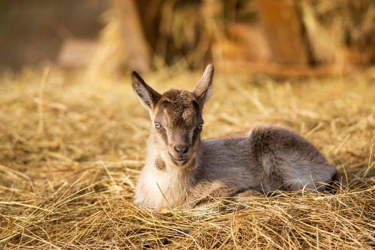 Bird flu virus detected in domestic goat in US for the first time