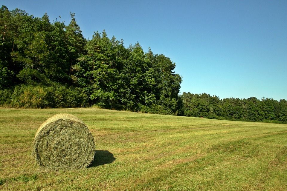 Farmers urged to get ahead of possible forage shortages