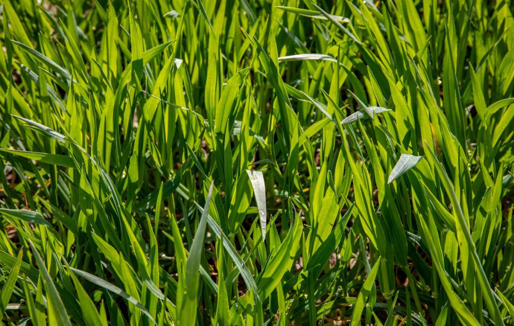 Planting updates for GB: Winter wheat, barley and oats