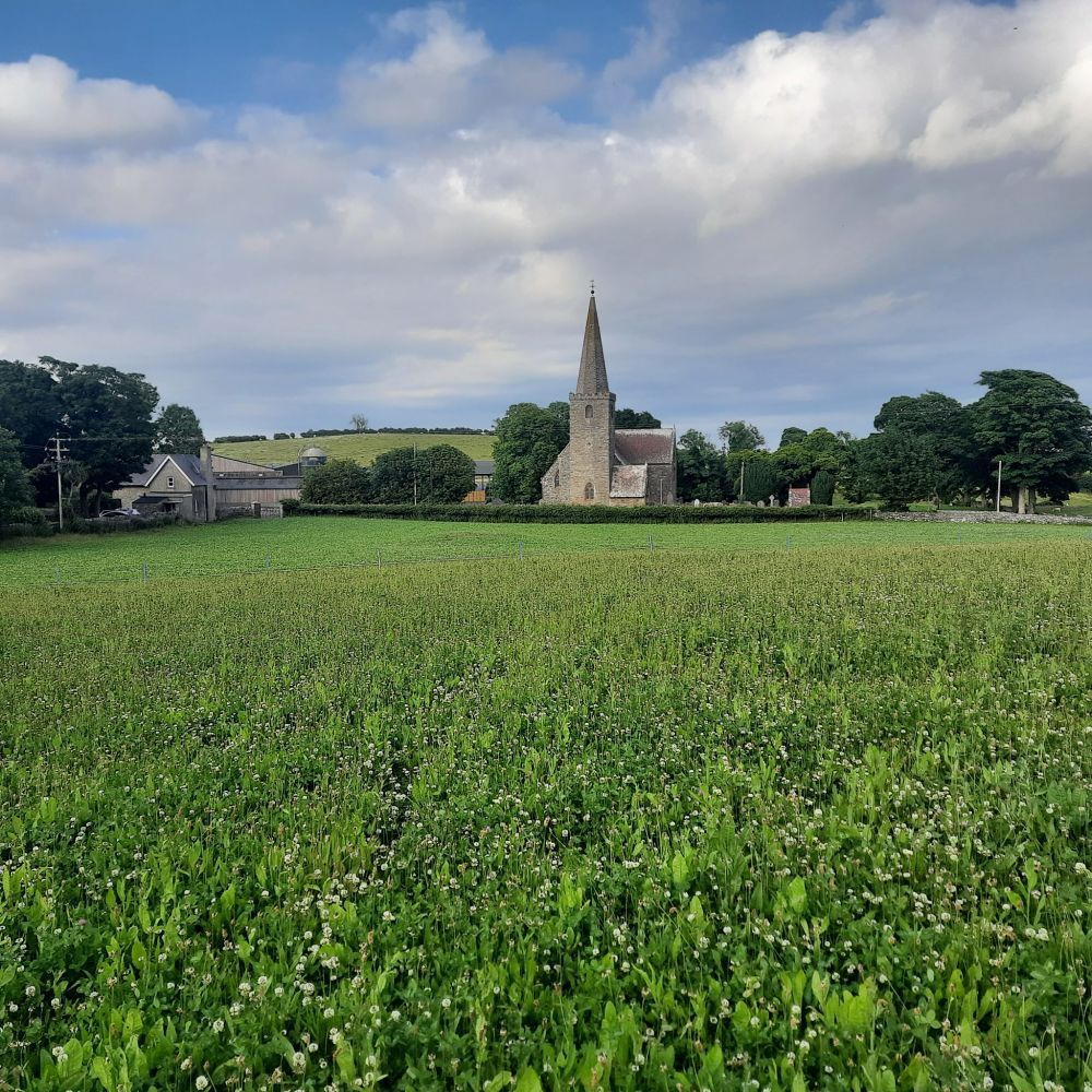 NI farm walk to explore potential of multi-species swards for beef and sheep