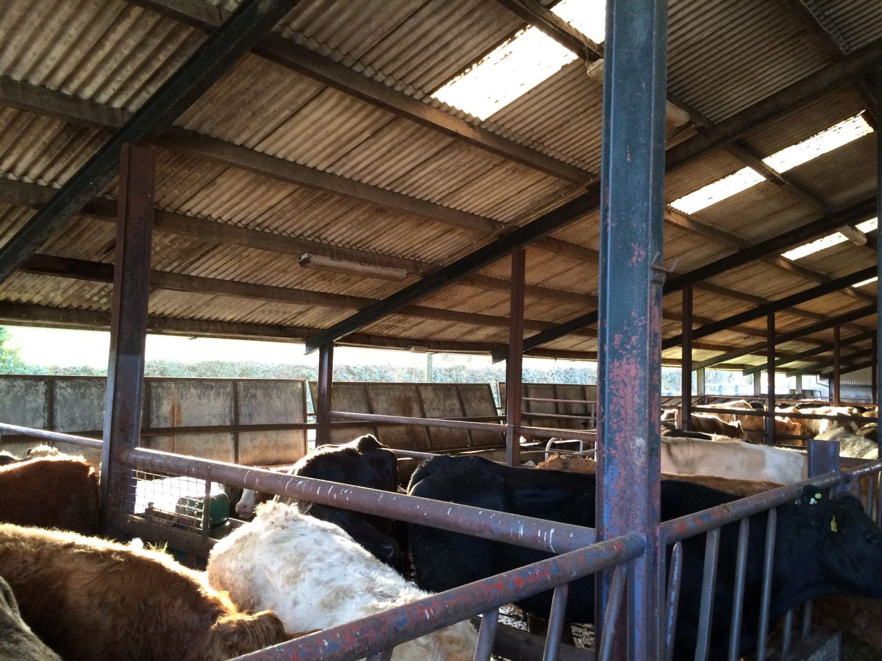 Man dies in farm accident in Co. Down