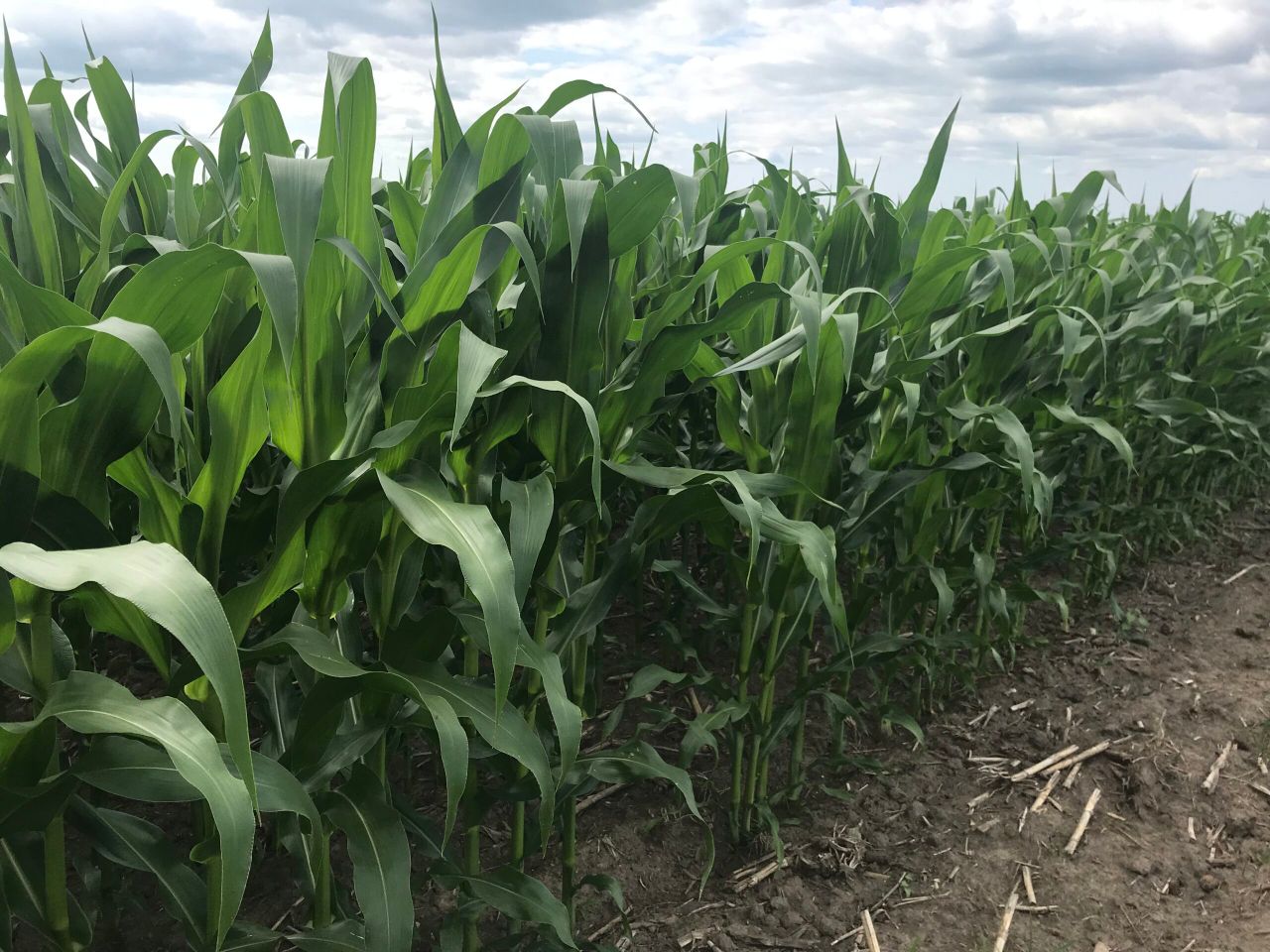 Grain price: WASDE report doesn’t help prices