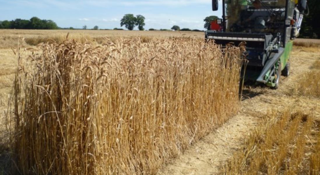 Innovative plant health tool honoured in agri-tech awards
