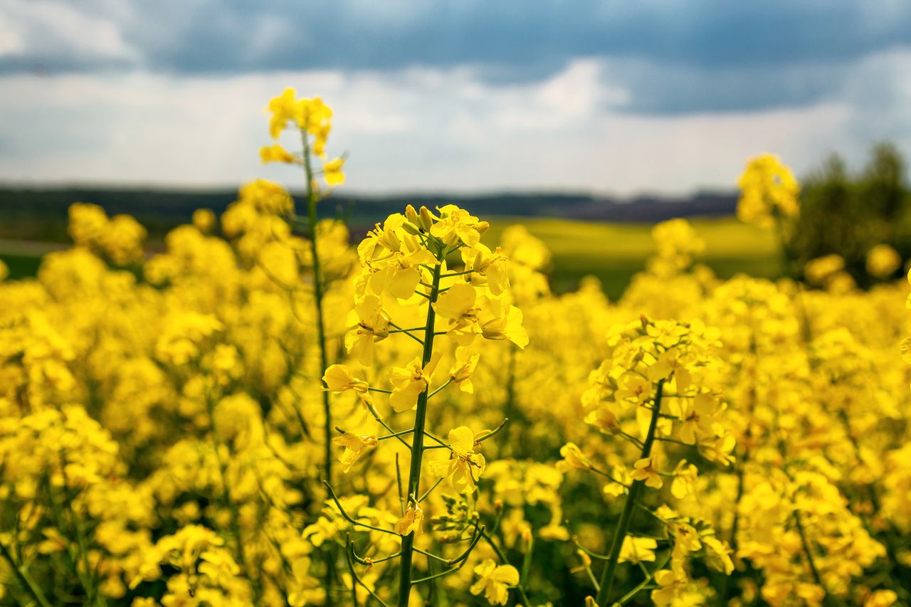 Tillage: A new planting season is beckoning