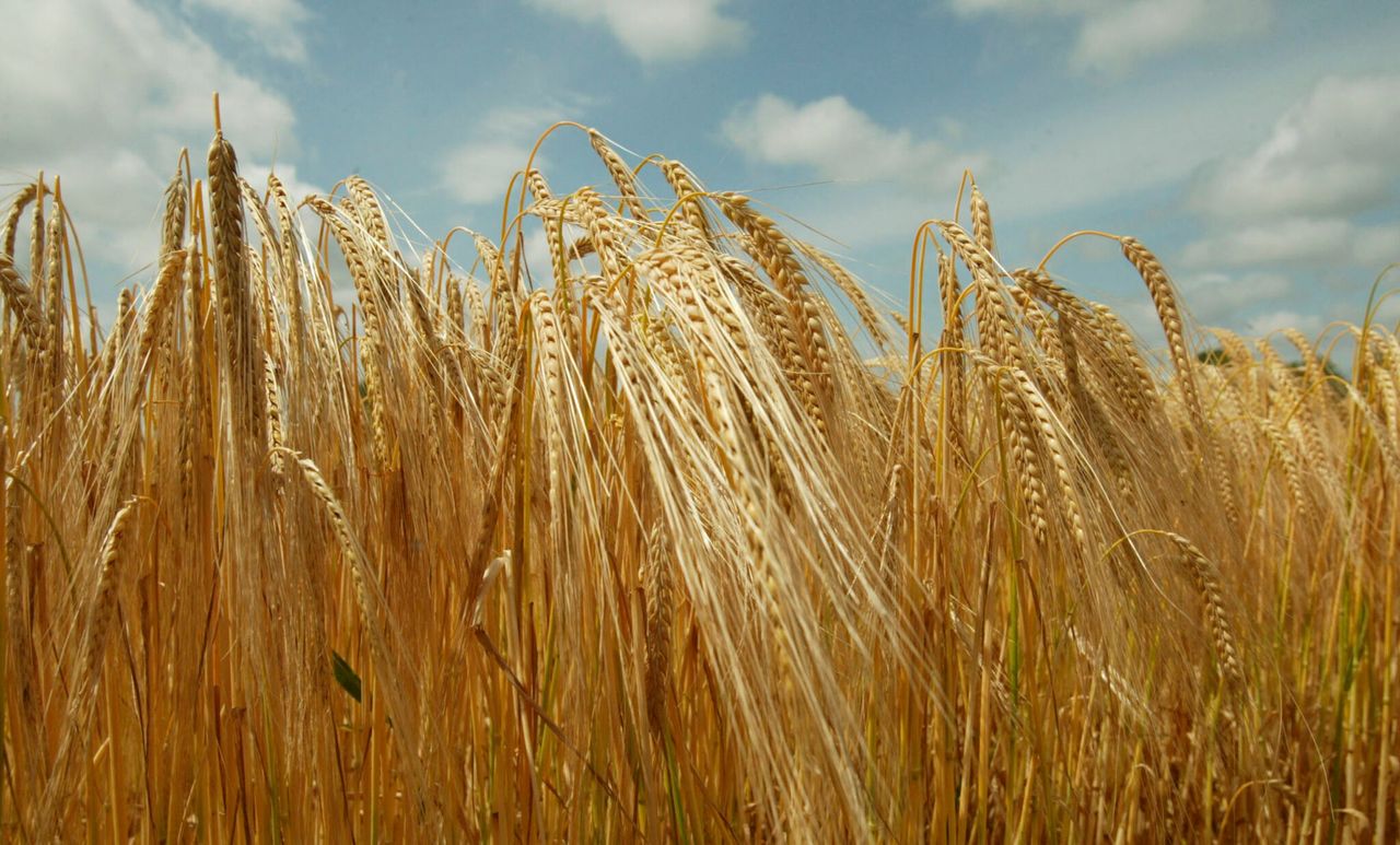 Spanish market ‘may demand more barley imports after dry season’