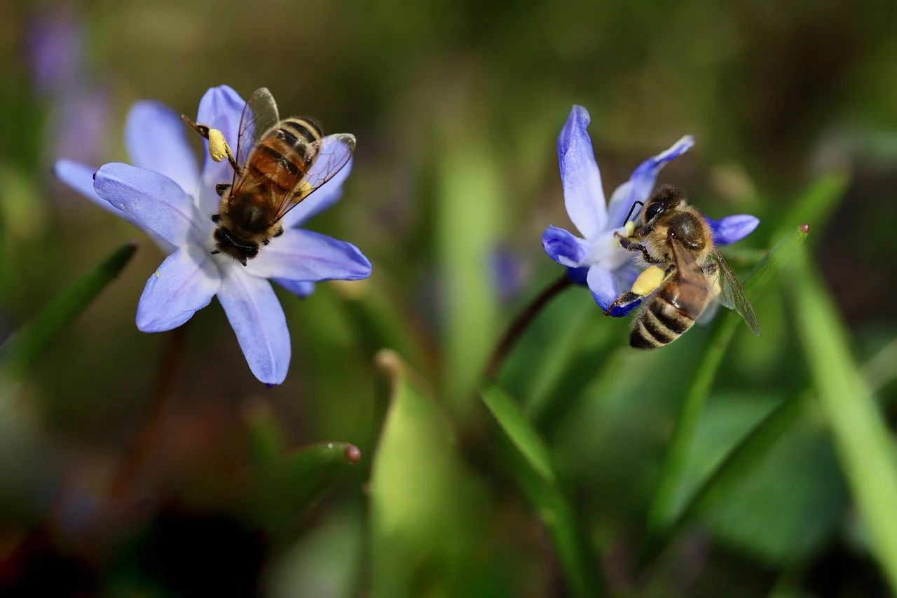 85% of English rivers contaminated with bee-killing pesticides