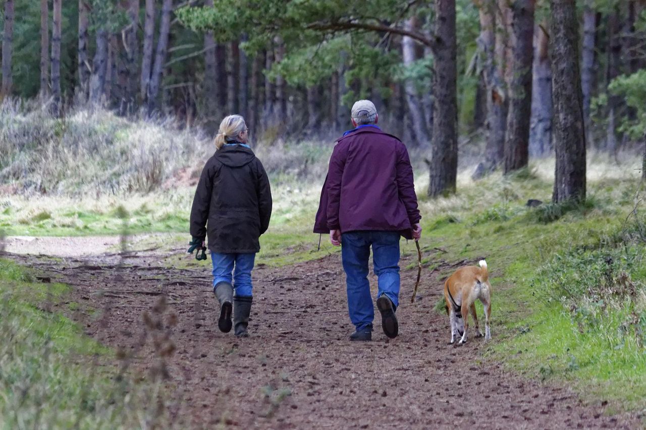 New course aims to educate dog owners to reduce livestock worrying